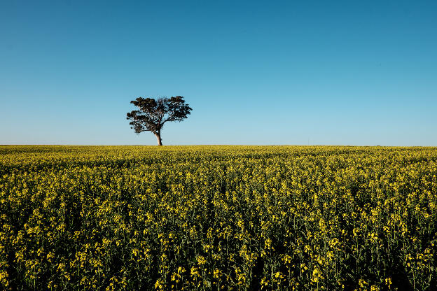 canola tree