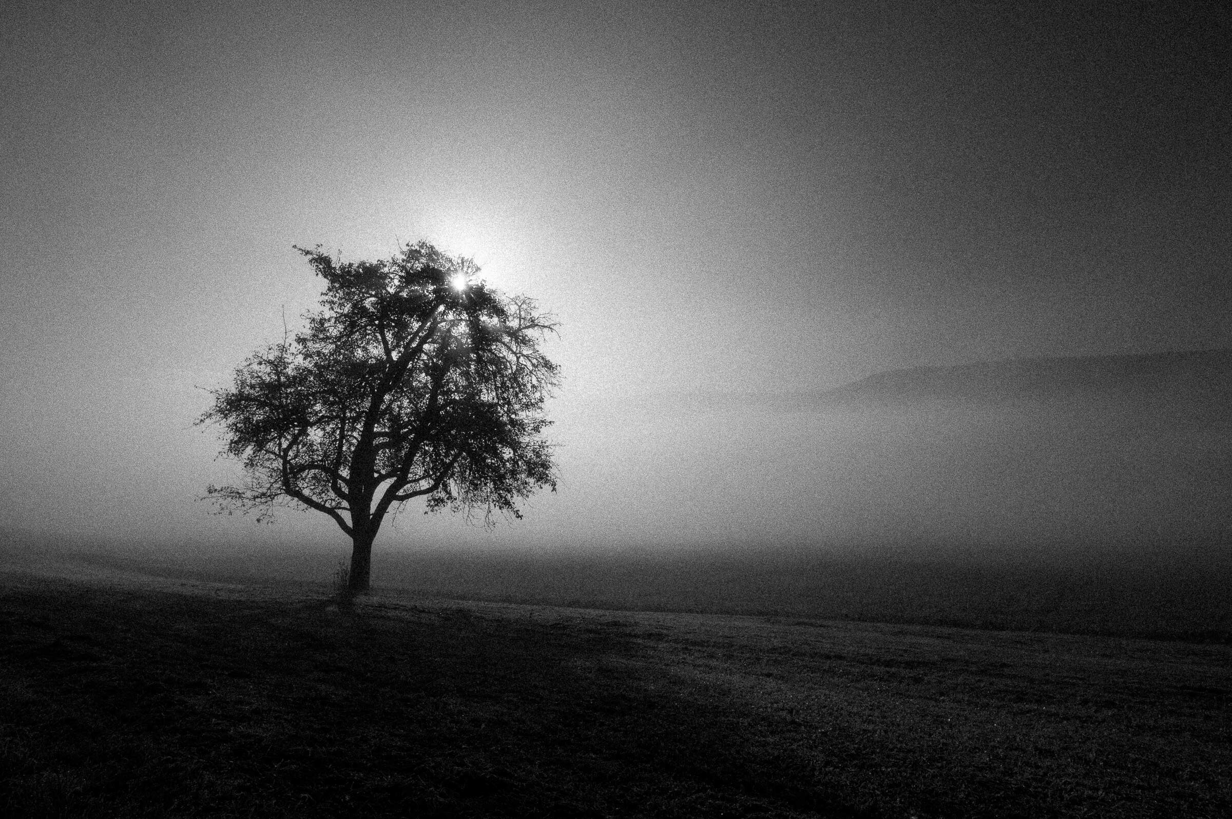 solitary trees