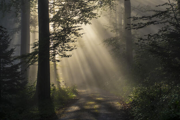 misty forest