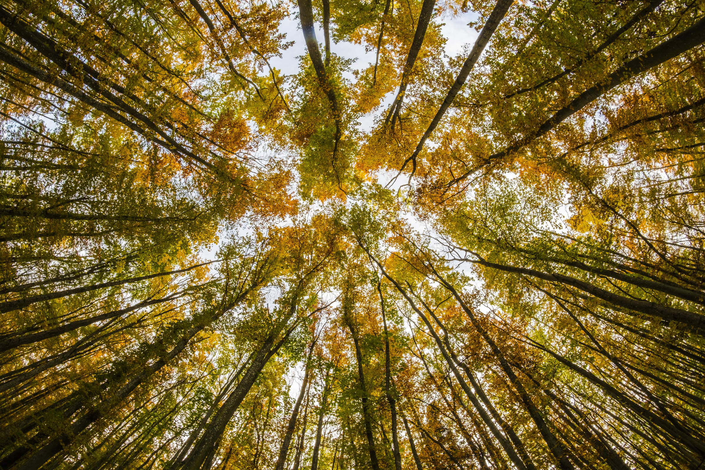 nature artwork