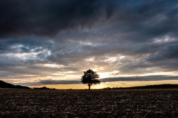 just a tree