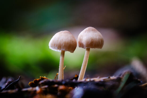 fungi