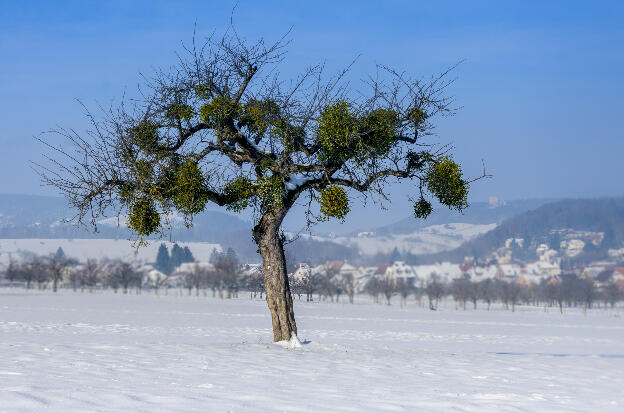 misteltoe tree