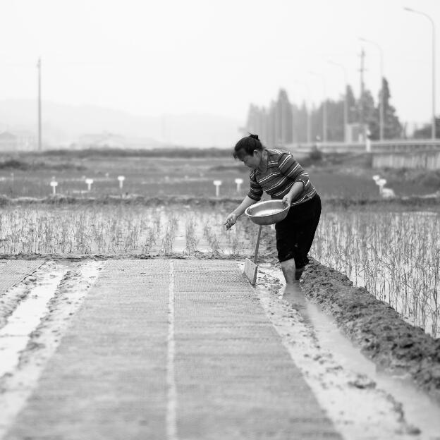 handplanted rice 