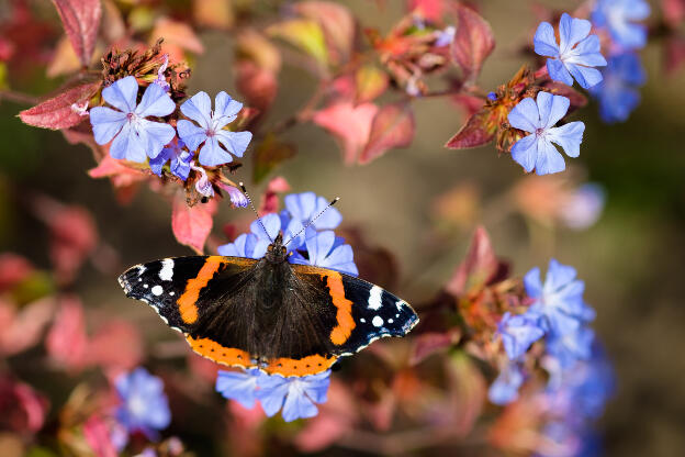 red admiral