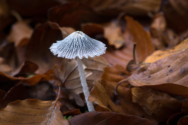 magic mushroom