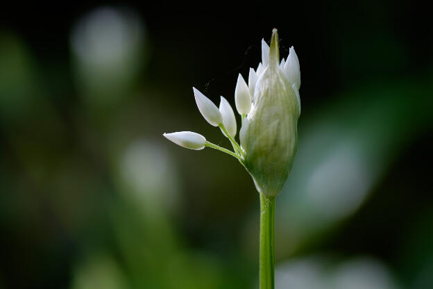 Allium ursinum