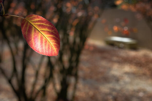 last leaf