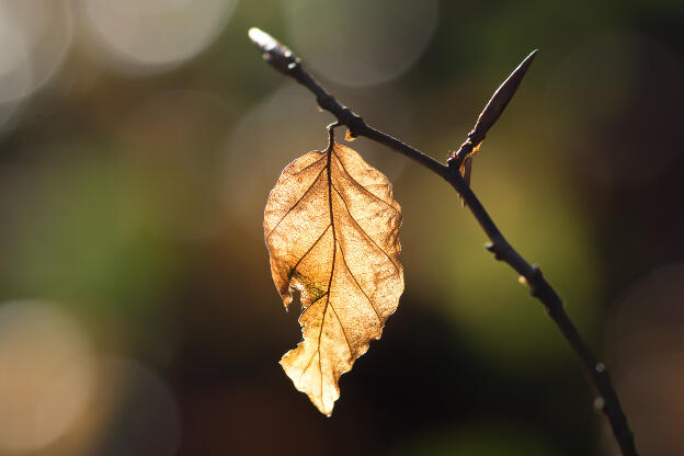 golden leaf